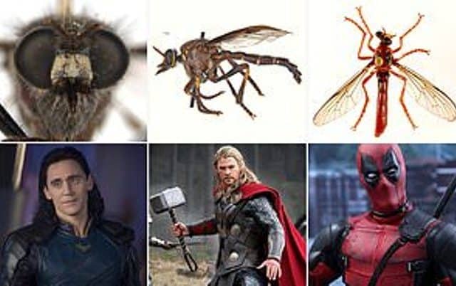 Spesies Serangga Baru di Australia Ini Sandang Nama-nama Tokoh Marvel