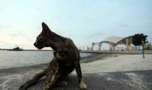 Viral Video Kucing Freezing, Ini Penjelasan Dokter Hewan