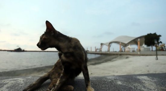 Viral Video Kucing Freezing, Ini Penjelasan Dokter Hewan