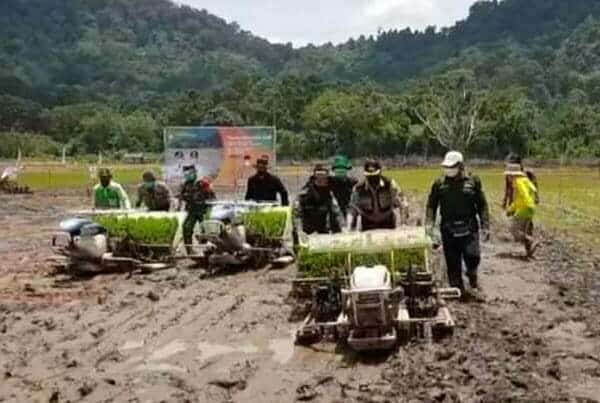 Bupati Martin Tanam Padi Serentak di Kawasan Pampang Seribu MHU