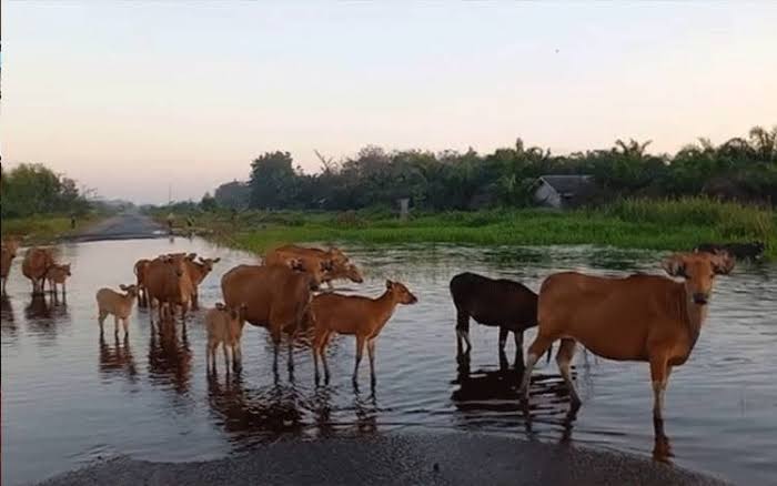 30 Sapi Warga Hilang Dampak Banjir di Melawi