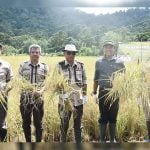 Martin-Farhan Panen Perdana Padi di Kawasan Agro Foresta Pertanian Terpadu Desa Fokus di Dusun Impala