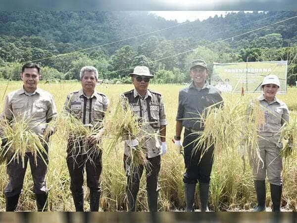 Martin-Farhan Panen Perdana Padi di Kawasan Agro Foresta Pertanian Terpadu Desa Fokus di Dusun Impala