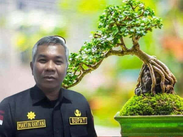 Bupati Ketapang Martin Rantan dan ilustrasi bonsai