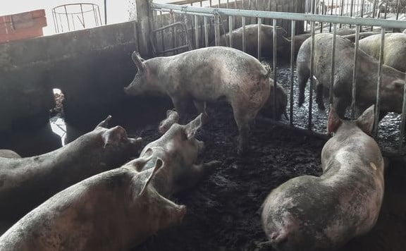 Flu Afrika serang puluhan ribu babi di Kalbar