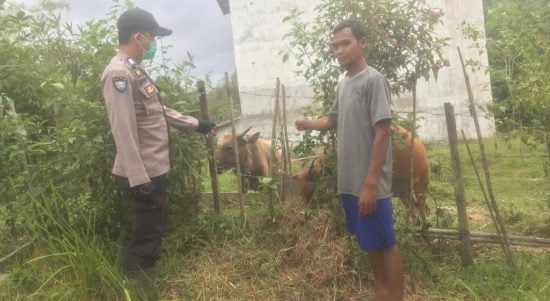 Petugas Polsek Kecamatan Sayan saat melakukan pengecekan peternakan sapi di Dusun Landau Rengas, Selasa (17/05/2022). (Foto: Istimewa)