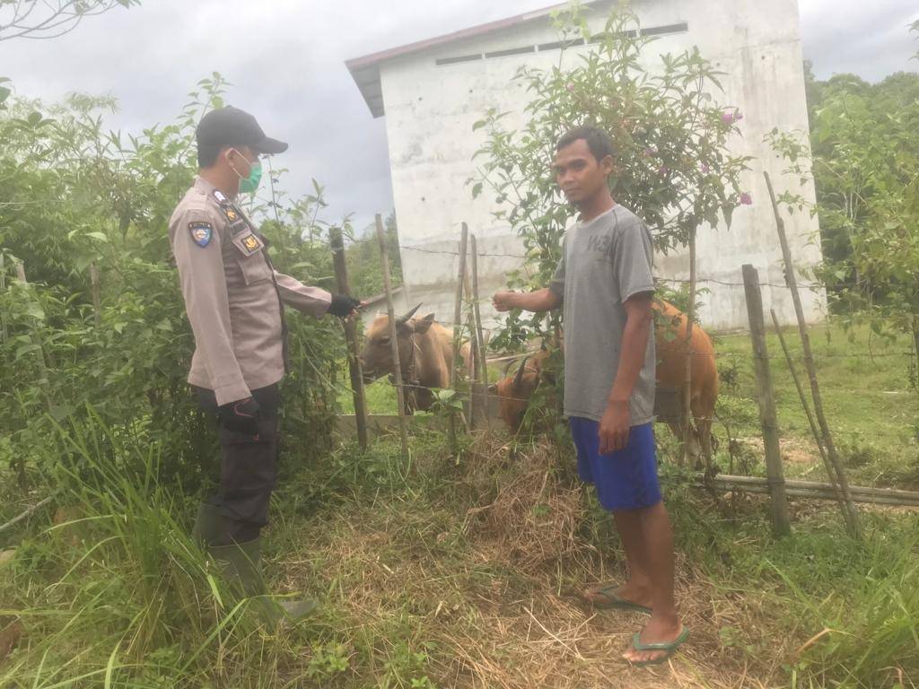 Petugas Polsek Kecamatan Sayan saat melakukan pengecekan peternakan sapi di Dusun Landau Rengas, Selasa (17/05/2022). (Foto: Istimewa)