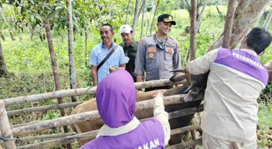 Satuan Tugas Pencegahan dan Penanganan Penyakit Kuku dan Mulut pada hewan ternak Kabupaten Melawi saat memeriksa hewan ternak warga