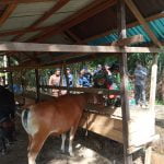 Polsek Tumbang Titi saat melakukan pengawalan terhadap proses vaksinasi Penyakit Mulut dan Kuku (PMK) oleh Dinas Peternakan Ketapang Kecamatan Tumbang Titi, Rabu (29/06/2022). (Foto: Istimewa)