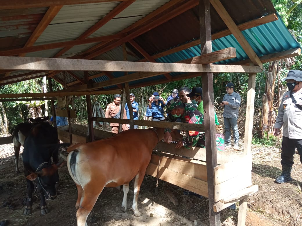 Polsek Tumbang Titi saat melakukan pengawalan terhadap proses vaksinasi Penyakit Mulut dan Kuku (PMK) oleh Dinas Peternakan Ketapang Kecamatan Tumbang Titi, Rabu (29/06/2022). (Foto: Istimewa)