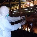 Proses disinfektasi oleh petugas terhadap hewan ternak. (Foto: Istimewa)