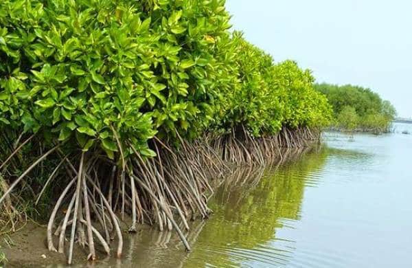 Tanaman mangrove. (Foto: Google/Istimewa)
