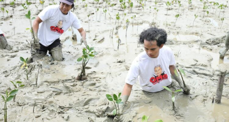 Relawan OMG Kalbar menanam 500 bibit mangrove di Jalan Ahmad Yani, Desa Pasir, Mempawah Hilir, Kabupaten Mempawah. (Foto: Jauhari)