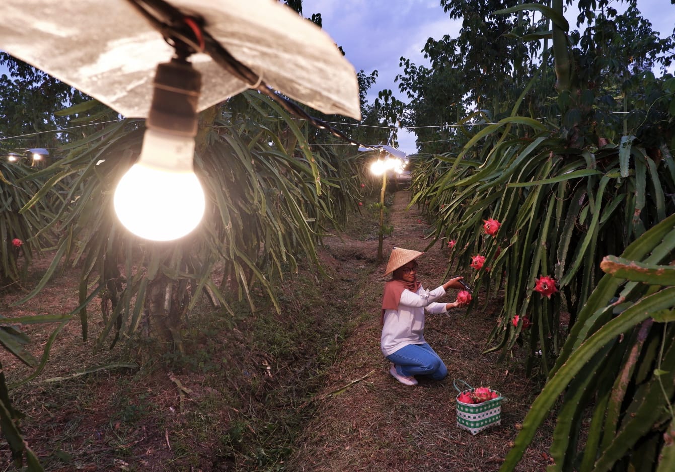 Salah satu program PLN, electrifying agriculture. (Foto: PLN For KalbarOnline.com)