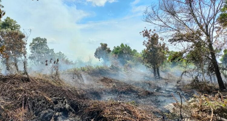 Penampakan lahan seluas dua hektare yang terbakar di Dusun Bunga Raya, RT 11 RW 07, Desa Sungai Raya Dalam, Kecamatan Sungai Raya Dalam, Kabupaten Kubu Raya. (Foto: Jauhari)
