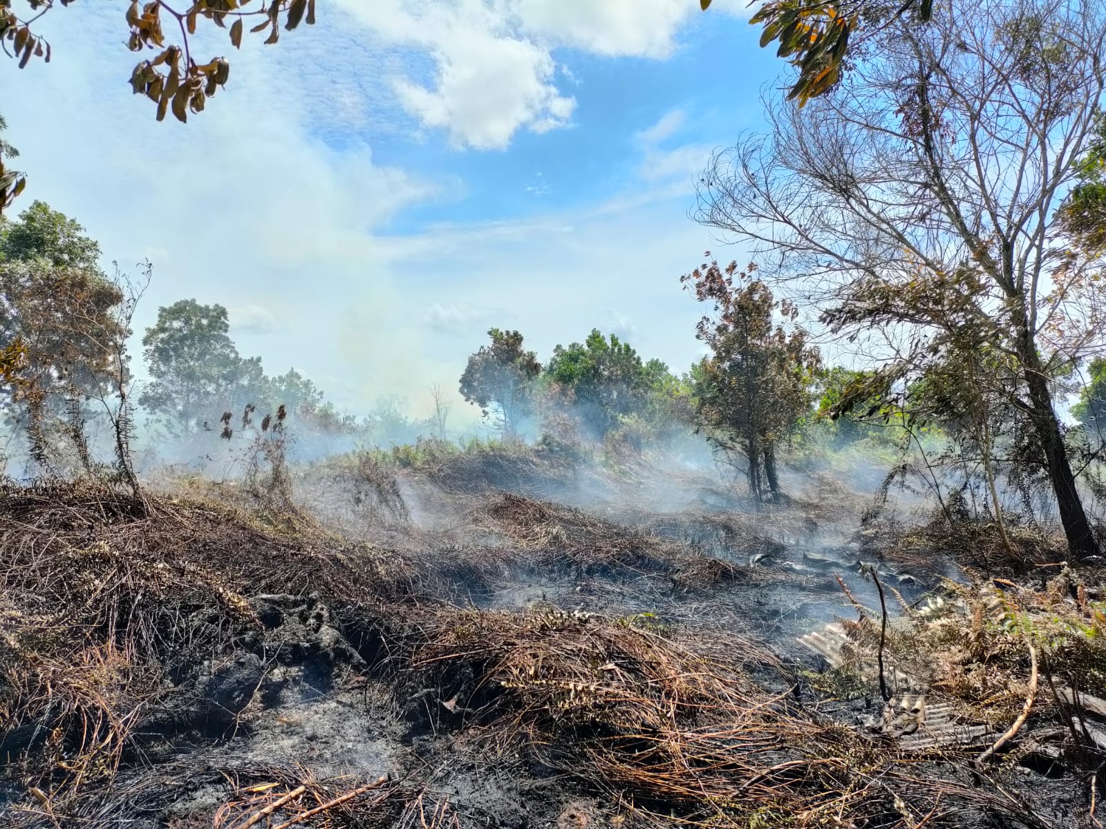 Penampakan lahan seluas dua hektare yang terbakar di Dusun Bunga Raya, RT 11 RW 07, Desa Sungai Raya Dalam, Kecamatan Sungai Raya Dalam, Kabupaten Kubu Raya. (Foto: Jauhari)