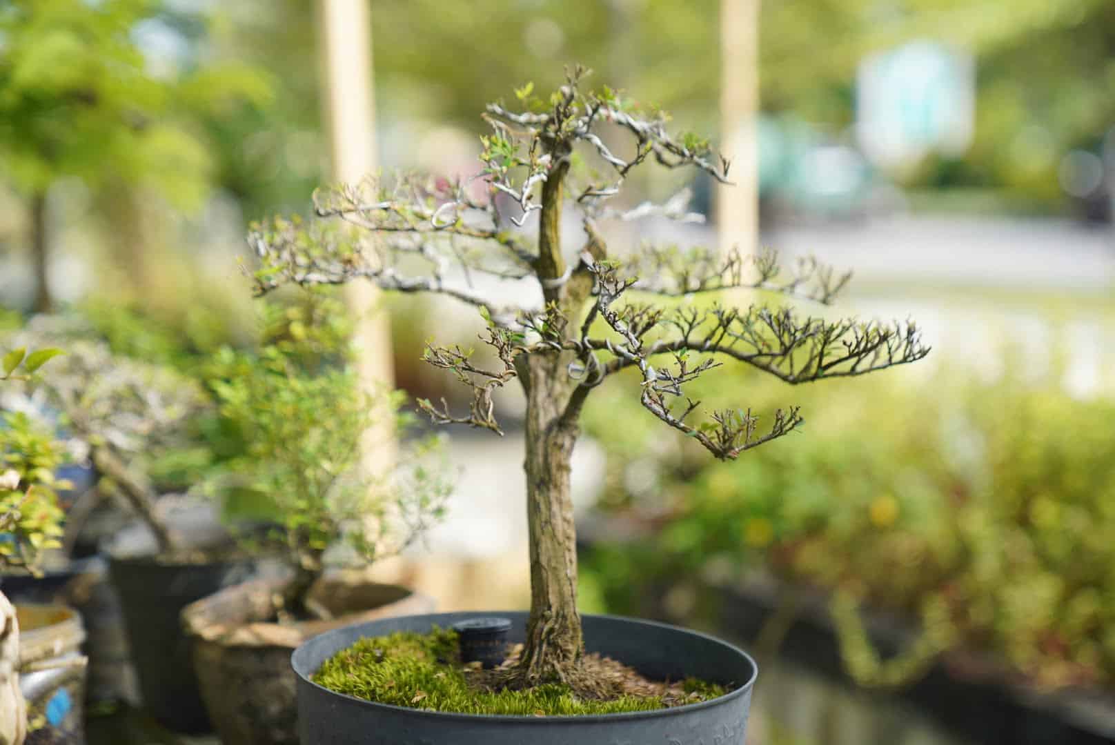 Satu di antara tanaman bonsai yang dipamerkan. (Foto: Prokopim For KalbarOnline.com)
