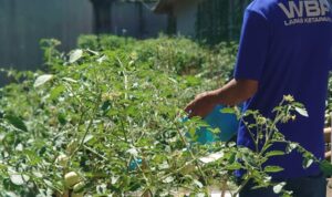 Warga Binaan Lapas Kelas IIB Ketapang saat melakukan penyiram pohon tomat di kebun Lapas Ketapang. (Foto: Adi LC)