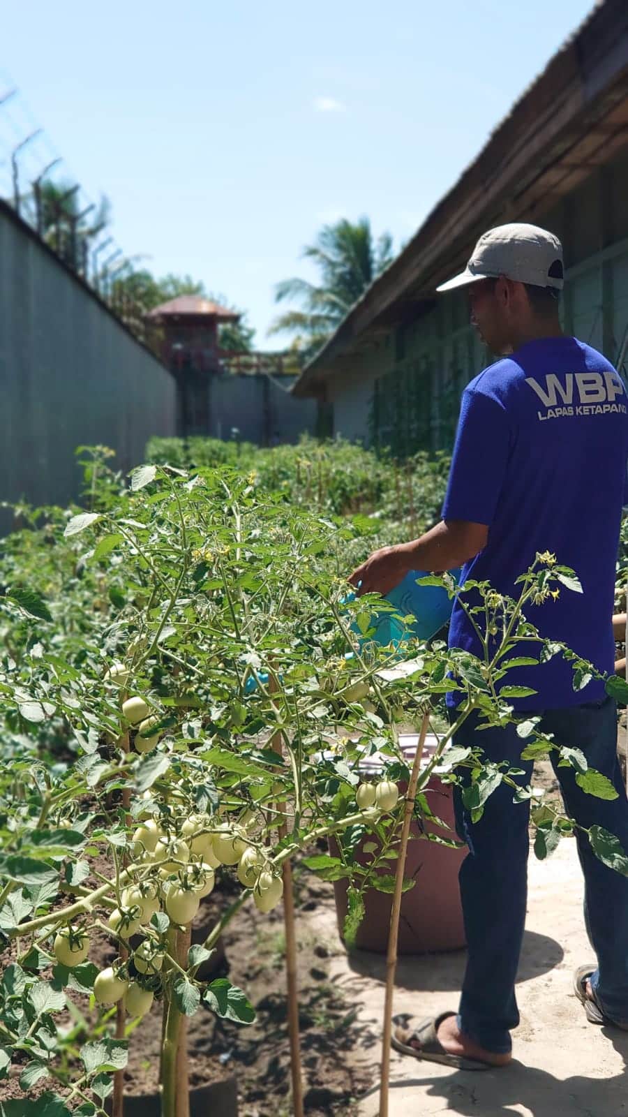 Warga Binaan Lapas Kelas IIB Ketapang saat melakukan penyiram pohon tomat di kebun Lapas Ketapang. (Foto: Adi LC)