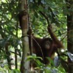 Orangutan. (Foto: Instagram Taman Nasional Betung Kerihun dan Danau Sentarum)