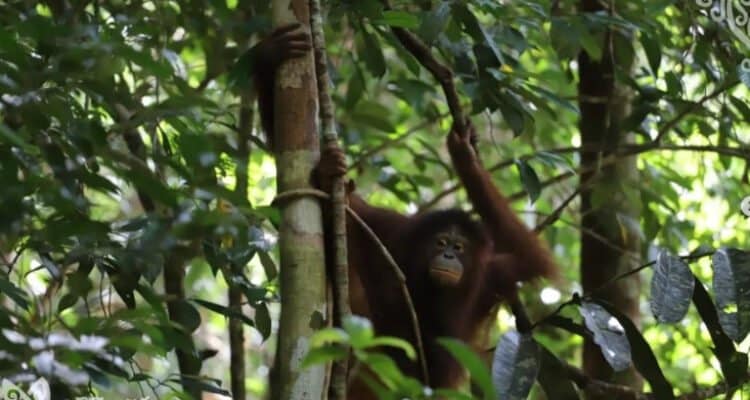 Orangutan. (Foto: Instagram Taman Nasional Betung Kerihun dan Danau Sentarum)