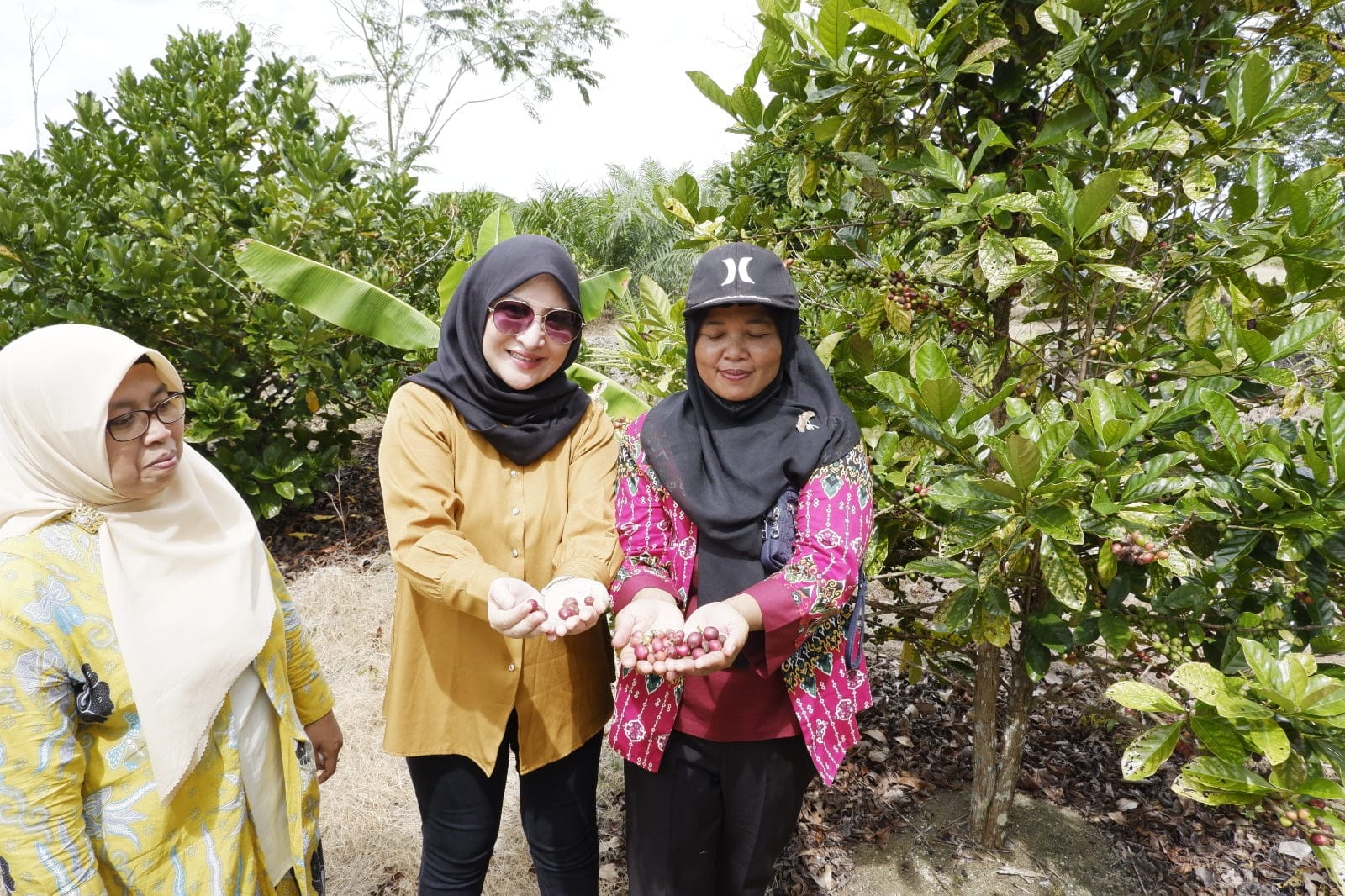Biji kopi liberika dari hasil kebun para petani di Desa Podorukun, Seponti, Kabupaten Kayong Utara, Jumat (24/02/2023). (Foto: Prokopim)