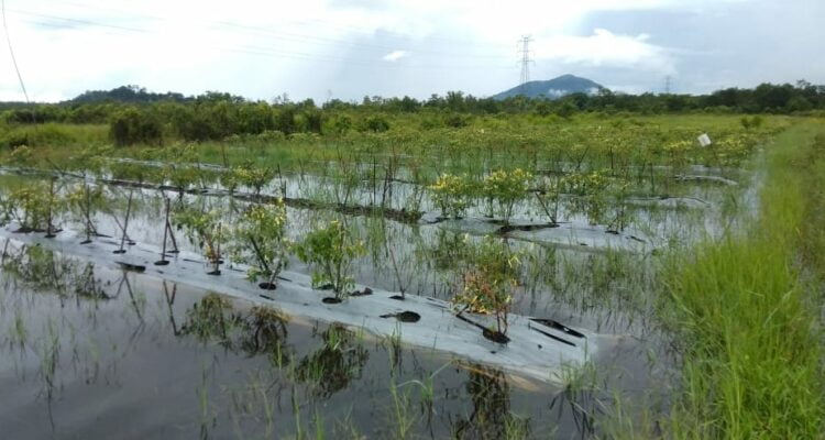 Tanaman cabai masyarakat yang terendam banjir di Dusun Tanjung Gunung, Desa Sejahtera, Kecamatan Sukadana, Kabupaten Kayong Utara. (Foto: Santo)
