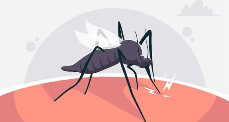 Aedes aegypti merupakan jenis nyamuk yang dapat membawa virus dengue penyebab penyakit demam berdarah. (Foto: Ilustrasi/Istimewa)