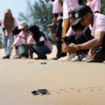 Srikandi Ganjar melepas bayi penyu di Pantai Sungai Belacan, Desa Sebubus, Kecamatan Paloh, Kabupaten Sambas, Kalimantan Barat (Kalbar), Selasa (27/06/2023). (Foto: Jauhari)