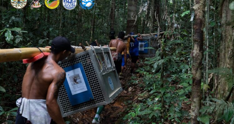 Pelepasliaran 6 individu orang utan di Taman Nasional Bukit Baka Bukit Raya. (Foto: BKSDA Kalbar)