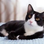Tuxedo Cat, Jenis Kucing yang Disembah Masyarakat Mesir Kuno hingga Digemari Tokoh Dunia 9
