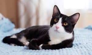 Tuxedo Cat, Jenis Kucing yang Disembah Masyarakat Mesir Kuno hingga Digemari Tokoh Dunia 2