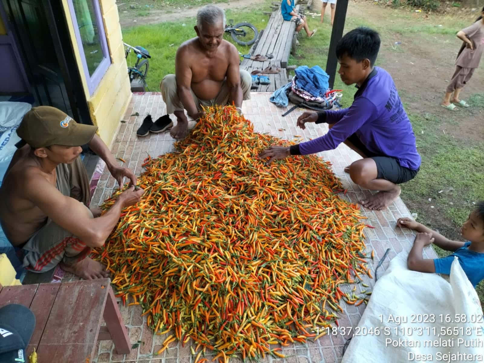 Sejumlah petani melakukan panen cabai, di Kecamatan Sukadana, Kayong Utara. (Foto: Santo)