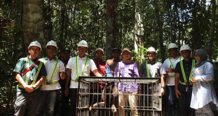 Proses pelepasliaran owa kalimantan di Kawasan High Conservation Value (HCV) PT Gemilang Makmur Subur (BGA Group), Kabupaten Ketapang. (Foto: Humas BKSDA)