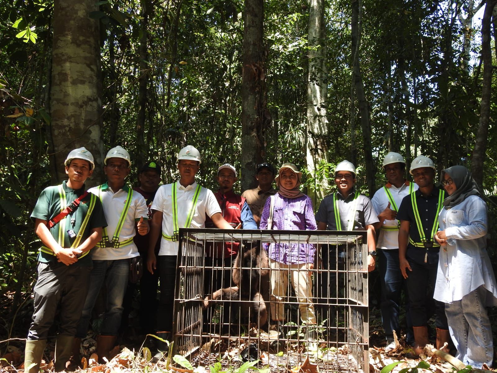 Proses pelepasliaran owa kalimantan di Kawasan High Conservation Value (HCV) PT Gemilang Makmur Subur (BGA Group), Kabupaten Ketapang. (Foto: Humas BKSDA)