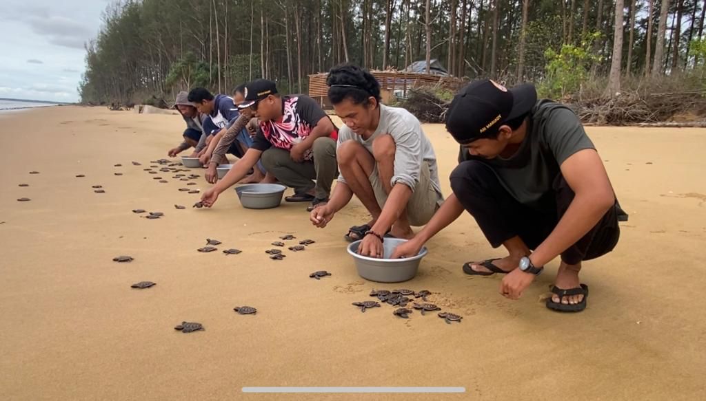 Proses pelepasliaran 197 tukik jenis penyu sisik (eretmochelys imbricata) di TWA Tanjung Belimbing. (Foto: BKSDA Kalbar)