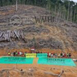 Gunduli Puluhan Hektare Hutan Kalbar, PT Mayawana Persada Dituding Tak Kantongi Sertifikat FSC 15