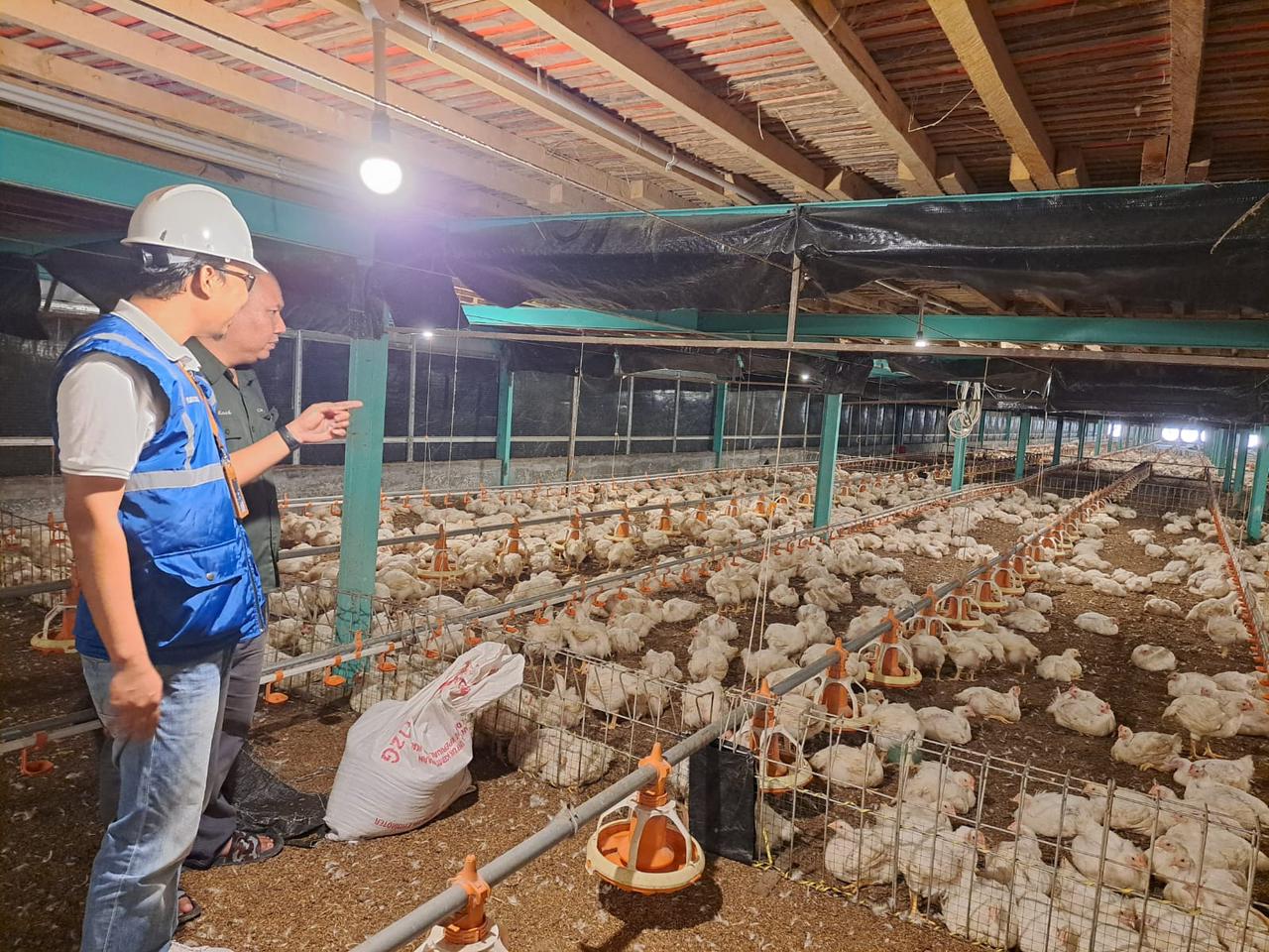 Usaha pembibitan ayam di Muara Enim, Sumatera Selatan jadi salah satu pelanggan program Electrifying Agriculture yang digagas PLN. Dengan meningkatkan penggunaan peralatan listrik, usaha tersebut bisa meningkatkan kapasitas produksi hingga 12 persen. Dari yang sebelumnya hanya 130-140 ribu butir telur per hari, menjadi di atas 150 ribu butir telur per hari. (Foto: PT PLN)