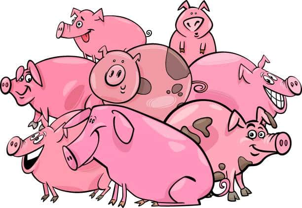 Ilustrasi hewan babi. (Foto: iStock)