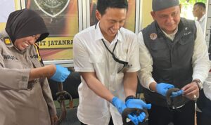 Polisi Pontianak Gagalkan Upaya Penyelundupan 40 Ekor Kadal Langka Tak Bertelinga 9